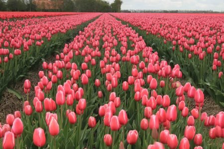 Tiptoe through the Tulips of Washington