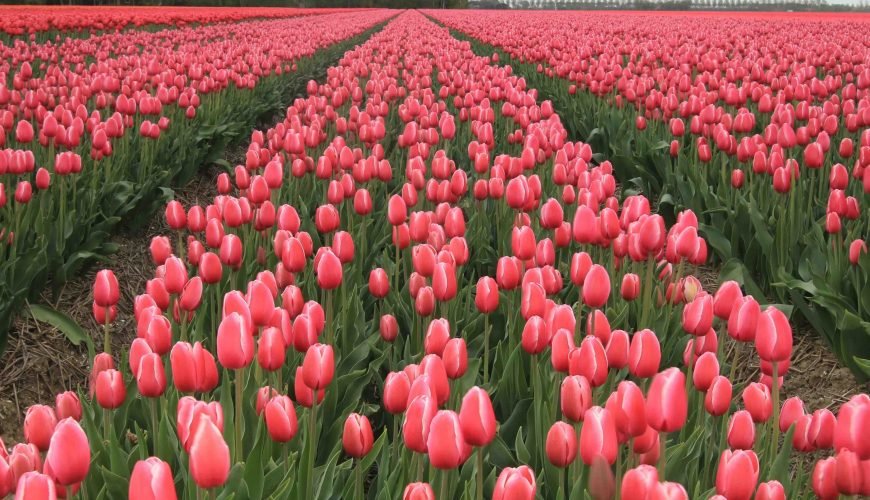 Tiptoe through the Tulips of Washington